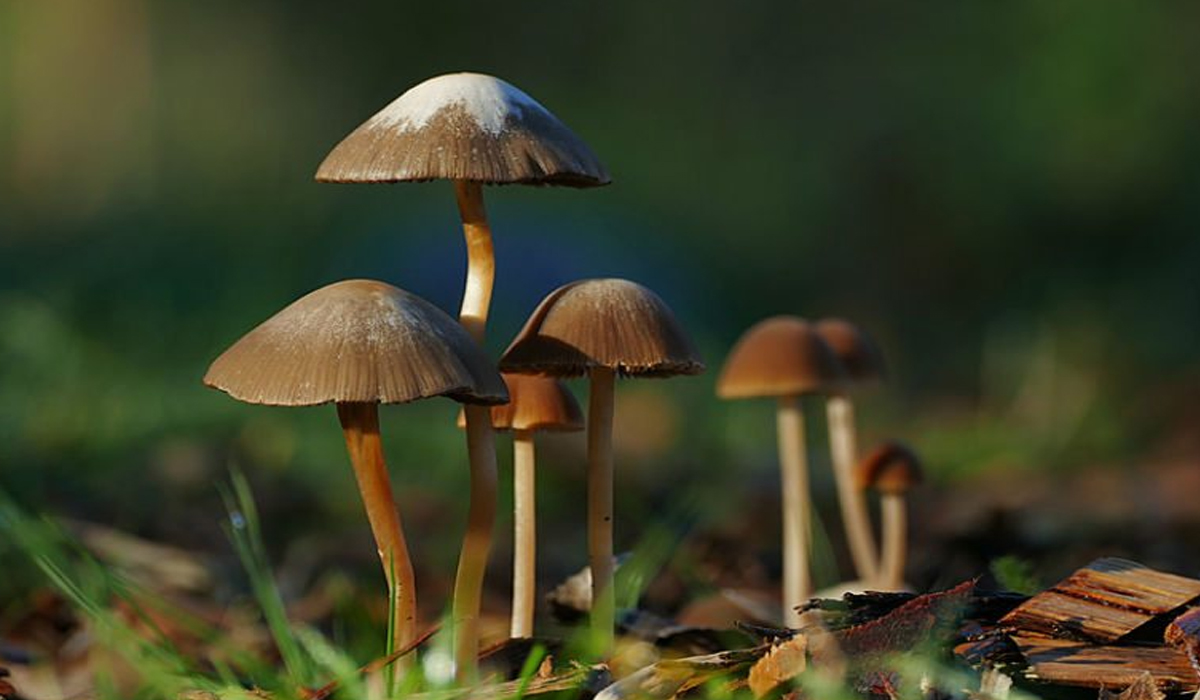 5 Foods that Should Never be Eaten Raw
